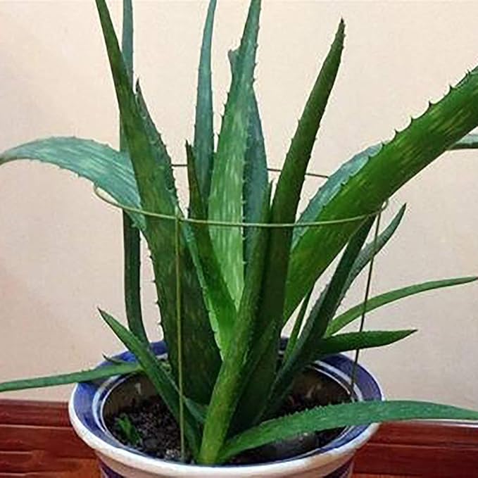 Hanobo 5 Pack Garden Plant Support Rings for Potted Plant, 6" Wide x 11" High, 3 Legs