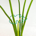 Monstera Plant Stem Support - 4.13 x 2.95 Inches 5 Pack Durable Leaf Holder for Climbing Plants, Ideal for Monstera & Vining Plants, Elegant Design for Plant Lovers