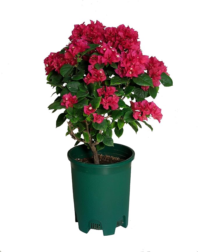 5 Gallon 20-Pack Green Nursery Pot Black Plastic Planters in Bulk with Drainage for Outdoor Indoor Large Plants Trees