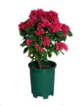 5 Gallon 20-Pack Green Nursery Pot Black Plastic Planters in Bulk with Drainage for Outdoor Indoor Large Plants Trees
