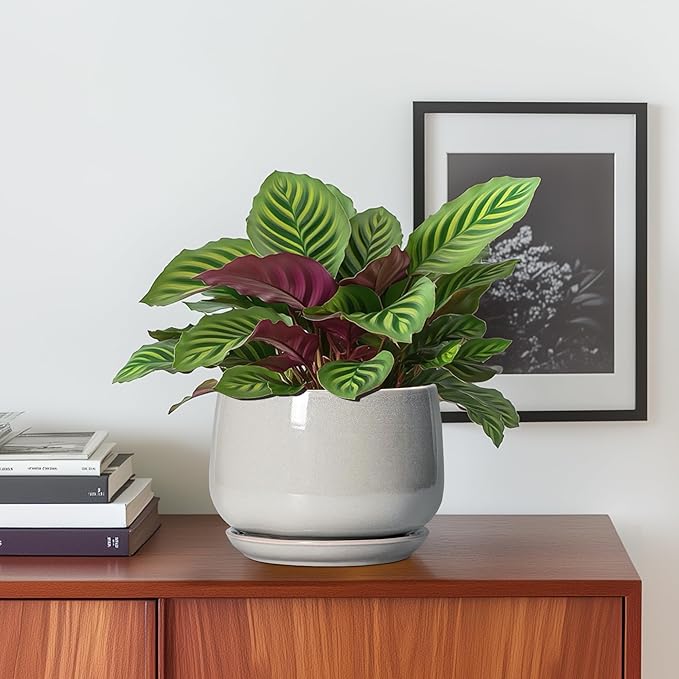 G EPGardening Ceramic Pots for Plants - 6 Inch Plant Pot with Drainage and Ceramic Tray, Modern Succulent Pots, Round Planters for Indoor Plants, Living Room Decor, Gifts for Plant Lovers, Light Grey