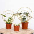 Hoya Trellis for Indoor Plants - Set of 3 Stylish Metal Plant Supports for Climbing Houseplants - Durable Design for Small Potted Plants with Increased Height Support