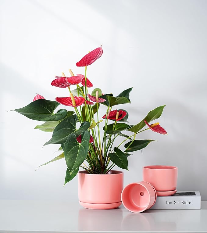 Ton Sin Ceramic Plant Pot with Drainage Hole and Saucer for Indoor Plants, Decorative Round Flower Pot for House Plants, Succulent Orchid Planter(Matte Orange)