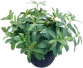 AlphaAcc 9.5" Artificial Plants with Olive Leaves Real Looking Faux Plants Fake Greenery Potted in Black Round Ball Planter for Tabletop Bathroom Kitchen Office Housewarming Gift Home Decor
