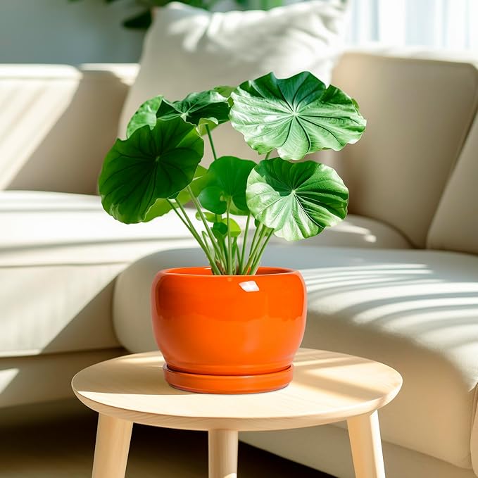 SQOWL Ceramic Pot for Plants - 8 Inch Plant Pot Indoor Outdoor, Modern Round Planter with Drainage Hole and Saucer, Decorative Planter for Flower, Office Decor, Garden Gifts for Women, Orange