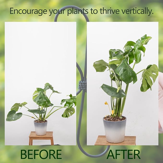 Monstera Plant Stem Support Set - 7.5x7.5 Inch Durable Stabilizers for Indoor Climbing Plants and Leaf Holders - Promote Healthy Growth and Stability (5 Pieces)