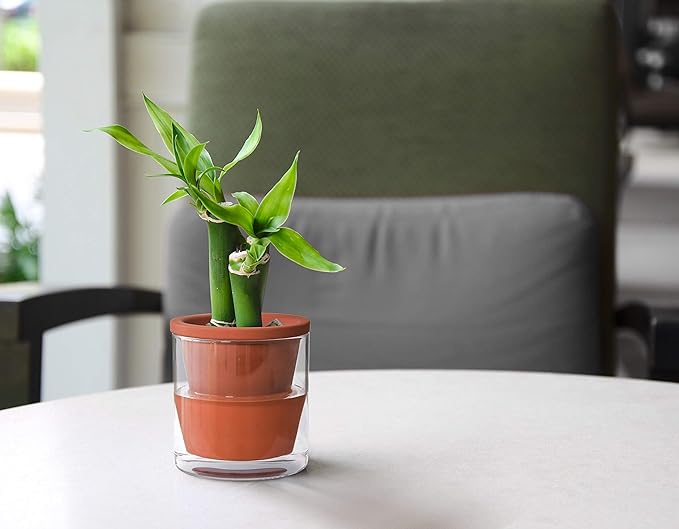 D'vine Dev 4 Inch Design Self Watering Pot for Indoor Plants, Terracotta Planter with Cylinder Glass Cup, 37-X-A-1