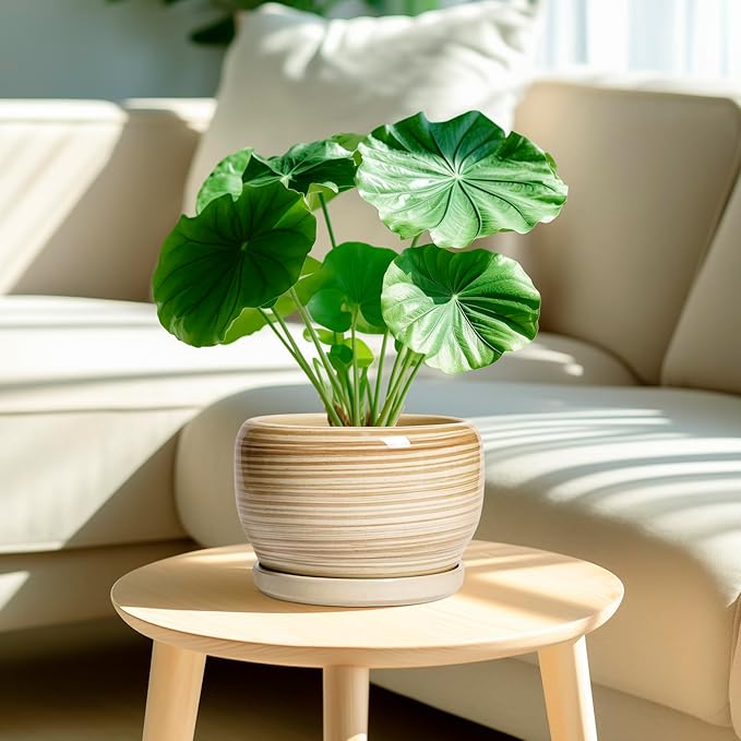 SQOWL Ceramic Planter- 8 Inch Plant Pot Indoor Outdoor, Round Planter with Drainage Hole and Plant Saucer, Decorative Modern Ceramic Flower Pot, Living Room Decor, Garden Gifts, Yellow