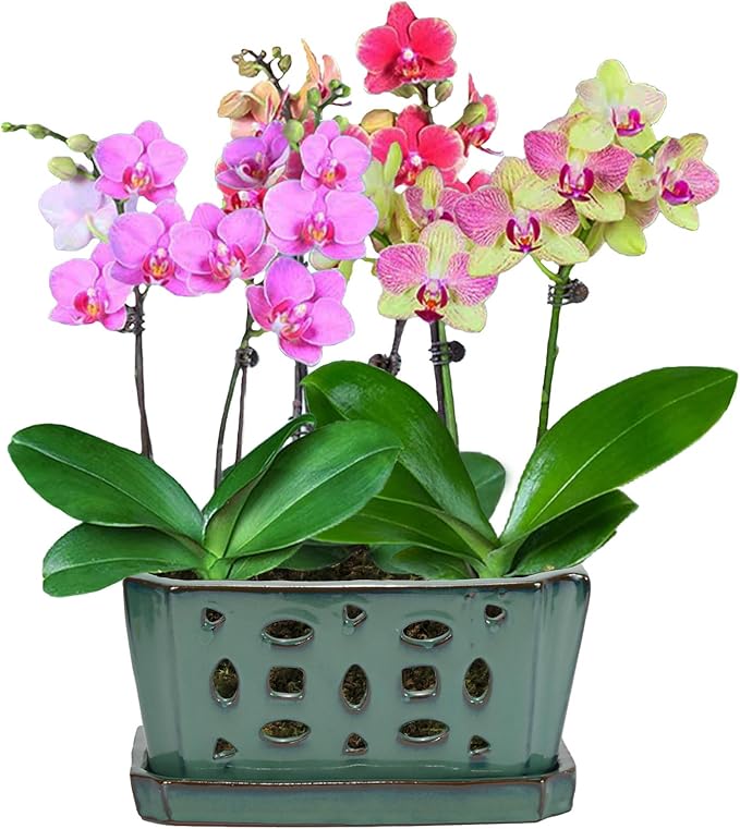 W&W Orchid Pot with Holes and Saucer for Repotting, Green, 9.7 Inches