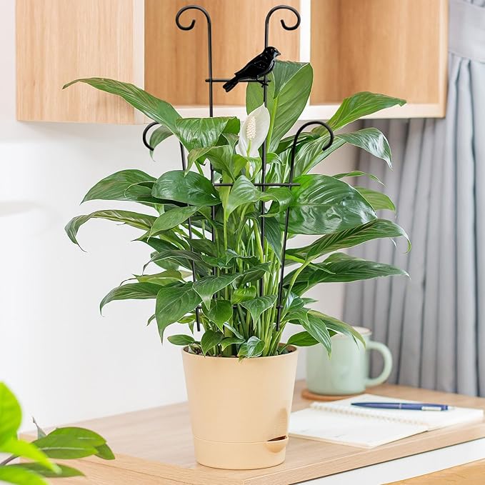 23in Plant Trellis Indoor, Trellis for Potted Plants with Bird, Garden Trellis Climber Support for Climbing Plants Pothos Hoya Vine