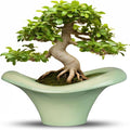 Ceramic Bonsai Pots - Large Succulent Planter 13 Inch Plant Pot Indoor Succulent Pot with Drainage Hole Outdoor Planter Bonsai Tree Pot for House Home Garden Office Decor Green