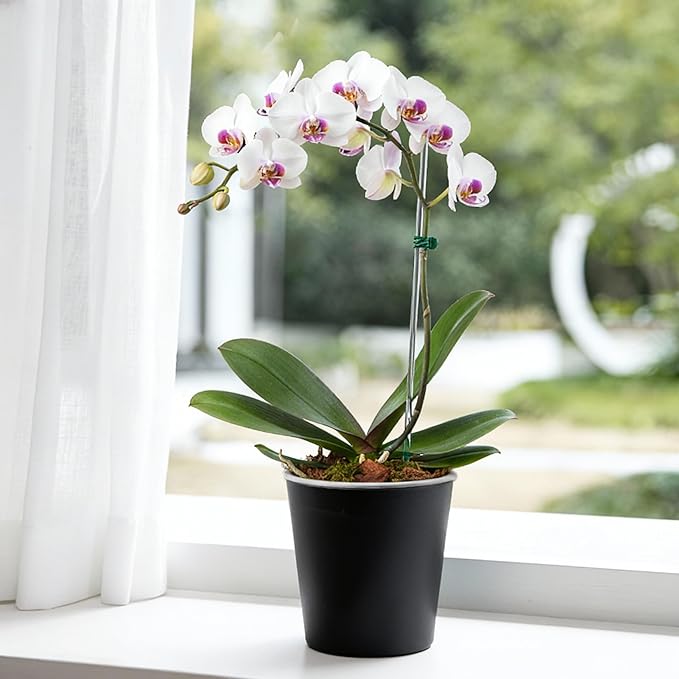 3 Pack of 6in Plastic Cachepot with 6 inch Clear nusery Pot - self Watering Indoor Planter with Drainage for Root Visibility,semi Hydro pots for repotting Orchids,Aroid or Monstera,Black