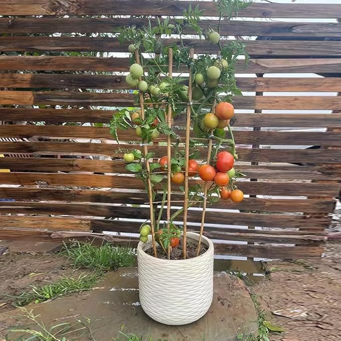 Natural Bamboo Trellis, 4.8Feet,3Pack,Fan-Shaped Plant Support Trellis for Outdoor and Indoor Potted Climbing Plants,Vegetables, Cucumber, Tomato, Hoya,
