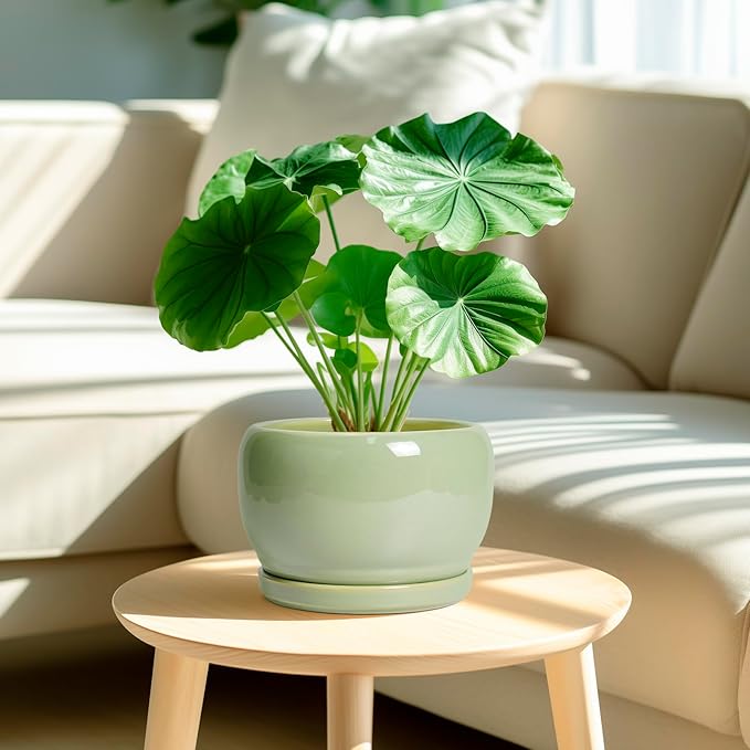 SQOWL 8 Inch Plant Pot - Ceramic Planters with Drainage Hole and Tray, Round Flower Pot for Indoor Plants, Modern Decorative Planters Outdoor, Garden Decor, Housewarming Gifts, Green