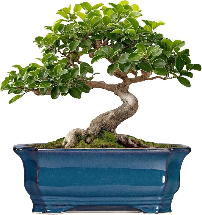 Bonsai Pots 11.6 Inch - Ceramic Succulent Pots with Drainage Hole, Rectangular Planter for Indoor Outdoor, Decorative Ceramic Flower Pot, Home Garden Room Decor, Plant Lover Gifts, Retro Blue