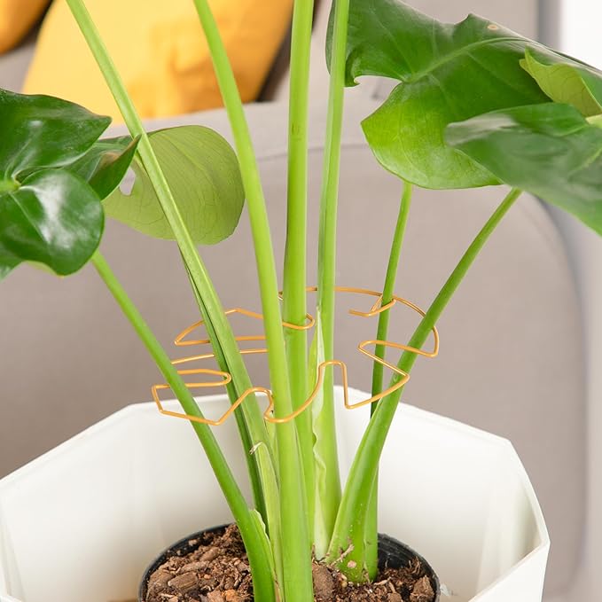 6PCS Iron Monstera Plant Support, Uniquely Designed Indoor Plant Accessories, Stable Plant Support Stakes for Indoor Plant, Turtle Shell Bamboo Clamp Set for Thriving Growth