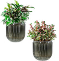 Melphoe Self Watering Pots for Indoor Plants Planter, 5.3 Inch 2 Pack Planters Self Watering Plant Pots for Flower, Houseplants, Succulent, African Violets and Cactus with Drainage