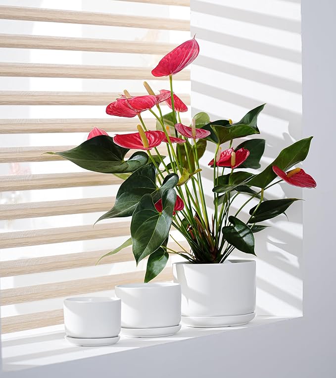 Ton Sin Plant Pots, 4.1+5.1+6.5 inch, Set of 3, Ceramic Planters with Drainage Hole and Saucer, Indoor Flower Pot with Drainage Hole, Gifts for Mom(Matte White)