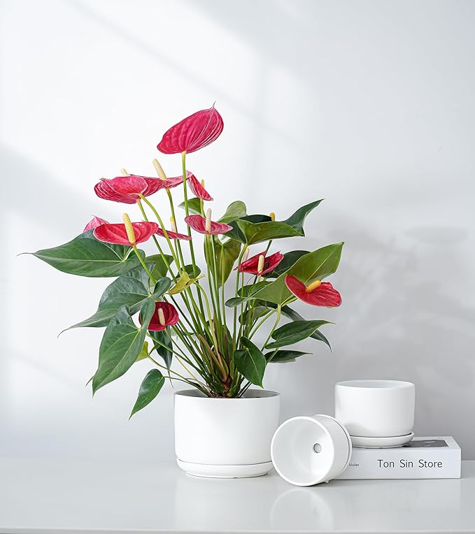 Ton Sin Plant Pots, 4.1+5.1+6.5 inch, Set of 3, Ceramic Planters with Drainage Hole and Saucer, Indoor Flower Pot with Drainage Hole, Gifts for Mom(Matte White)