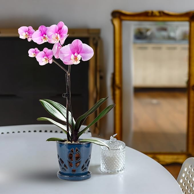 W&W Orchid Pot with Holes and Saucer for Repotting, Blue, 5.5 Inch