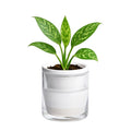 D'vine Dev 4 Inch Design Self Watering Planter for Indoor Plants, White Terracotta Pots with Cylinder Glass Cup, 37-X-A-2