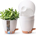 T4U 4 Pack 6 Inch Self Watering Pots - Water Level Indicator & Deep Reservoir, Mess-Free Planter for Busy People, Beginners & Gardeners, Fit Herbs/Pothos/Succulents Plants, Indoor Outdoor Use (White)