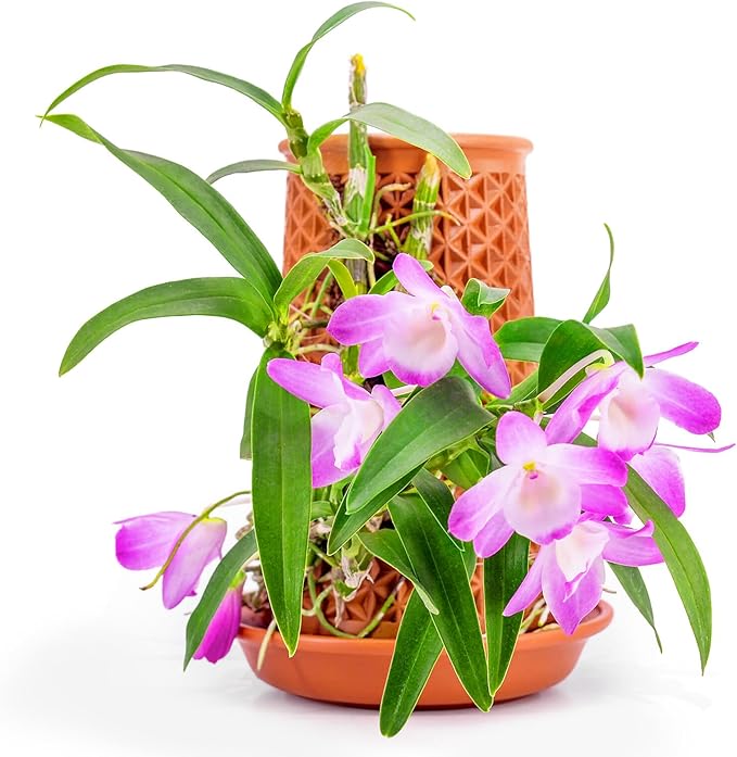 Plant Pots 5.7 Inch Self Watering Planters,Terracotta Pots with Drainage and Saucer,Hydroponic Clay Plant Pots Suitable for Indoor Plants,Orchid,African Violet,Flowers