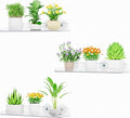 Lifewit Window Plant Floating Shelves 14.6x3.6, 3 Pack Acrylic Suction Cup Shelf, Window Sill Extender for Indoor Succulent Plants, Micro Greens, Seed Starter Pots, Herb Planters 37 x 9 cm/14.6x3.6