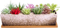 Succulent Pots - Large Succulent Planter Pots with Drainage, 12 Inch Long Rectangle Bonsai Pot with Bamboo Tray Shallow Ceramic Cactus Flower Planter Window Box for Home Garden Decor (White)