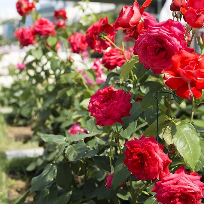 6 Pack Plant Support Stakes with 24 Pcs Plant Clips,Single Stem Support Stake Plant Cage Support Ring for Garden Flowers Rose Tomatoes Peony Lily Rose Herbs Vegetable (16 Inch)