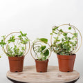 Mirthdino Hoya Trellis- Metal Plant Trellis Indoor 3-Pack for Climbing Plants - Gold Small Garden Trellis for Ivy and Flowers - Unique Patterns - Outdoor Potted Plant Support