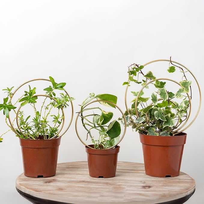 Mirthdino Hoya Trellis- Metal Plant Trellis Indoor 3-Pack for Climbing Plants - Gold Small Garden Trellis for Ivy and Flowers - Unique Patterns - Outdoor Potted Plant Support