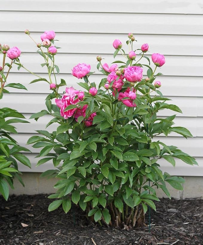 MTB Supply 5 Pack 36" x 18" Peony Double Ring Plant Support,Plant Support Stakes for Tomatoes Peony Lily Rose Plant Support Rings Peony Cages for Outdoor Plants Flowers Vegetables