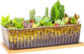 Succulent Pots - 12 Inch Large Succulent Planters with Drainage Tray, Window Sill Planter, Long Rectangle Ceramic Pots for Indoor Cactus Plants Shallow Bonsai Window Box for Home Garden Decor