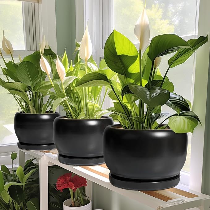 SQOWL Ceramic Plant Pots - 8 Inch Planter Indoor, Round Flower Pot with Drainage Hole and Saucer, Modern Outdoor Planter, Apartment Decor, Gifts for Plant Lovers, Black