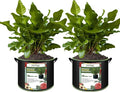 2-Pack 50 Gallon Plant Grow Bags, Thickened Nonwoven Fabric Pots with Handles,Sturdy Garden Planters Aeration Gardening Container to for Plants, Vegetables, and Flowers