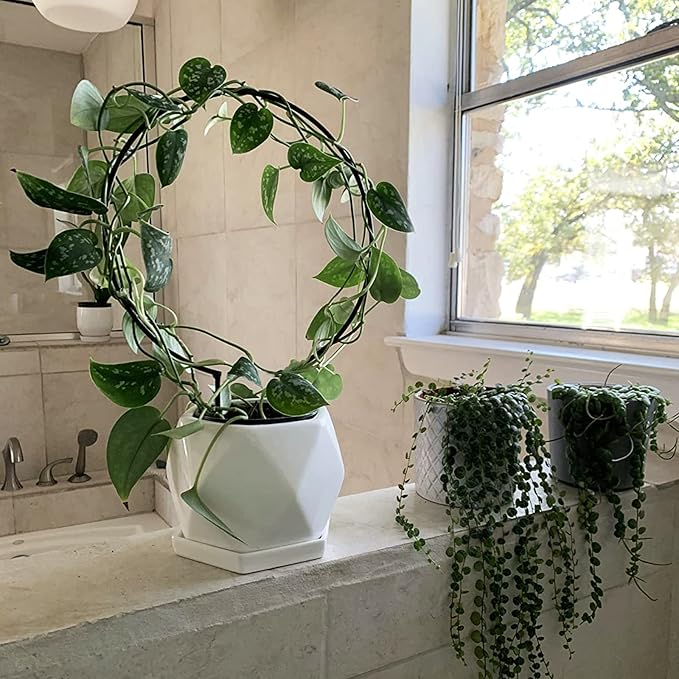 Acrux7 10 Pcs Circle Indoor Plant Trellis for Potted Plants, 10 Inch Small Hoya Trellis for Climbing Plants, Vines, Topiary Frames