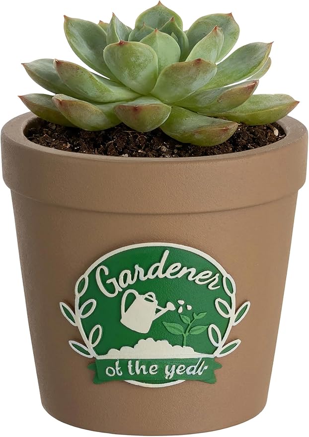 Gardening Gifts for Women: Hand-Painted 3D Art Cute Succulents Planter - Funny Garden Gifts for Plant Lovers Gardeners Mom Grandma - Cool Plant Pot Present for Christmas Birthday Mother's Day