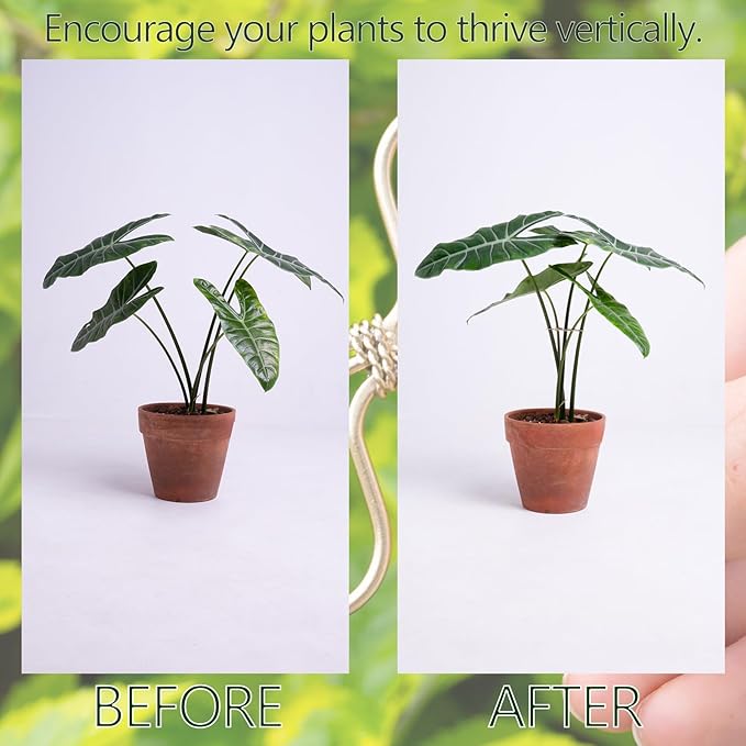 Monstera Plant Stem Support Set - 5 Durable Stabilizers (2.75"x2.75") for Indoor Plants, Leaf Holder & Cactus Stake - Keep Monstera Healthy & Upright - Ideal Gift for Plant Lovers