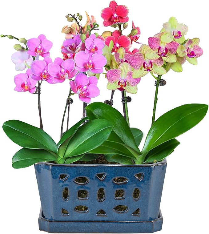 W&W Orchid Pot with Holes and Saucer for Repotting, Blue, 9.7 Inch