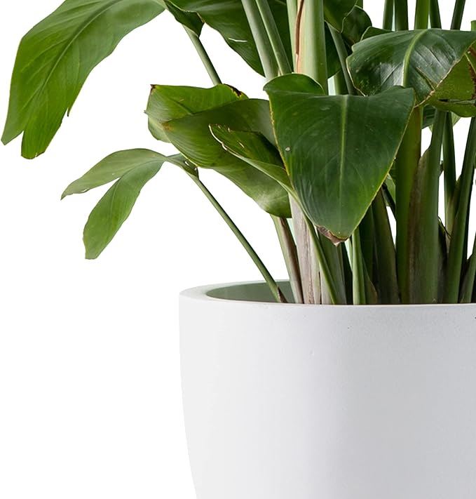 Kante 20",16.5",13.4" Dia Round Concrete Planters (Set of 3), Outdoor Indoor Modern Decorative Plant Pots with Drainage Hole & Rubber Plug for Home & Garden, Pure White