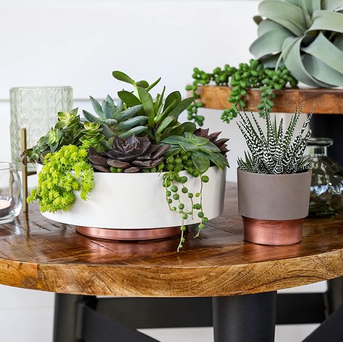 The HC Companies 8 Inch Round Plastic Succulent Capri Bowl 8"x8"x3" in Faux Concrete Color