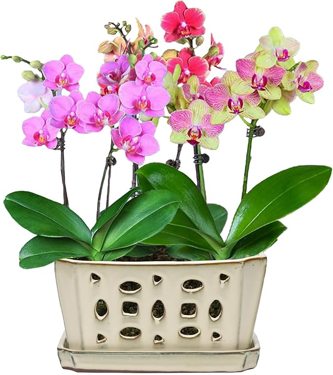 W&W Orchid Pot with Holes and Saucer for Repotting, Cream White, 9.7 Inch