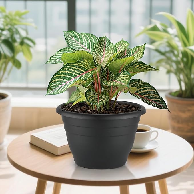 5 Pack 10 Inch Plant Pots Plastic Planters with Drainage Holes & Plugs,Lightweight Flower Pots for Indoor Outdoor Plants,Flowers,Monstera,Snake Plant,Home Garden(Black)