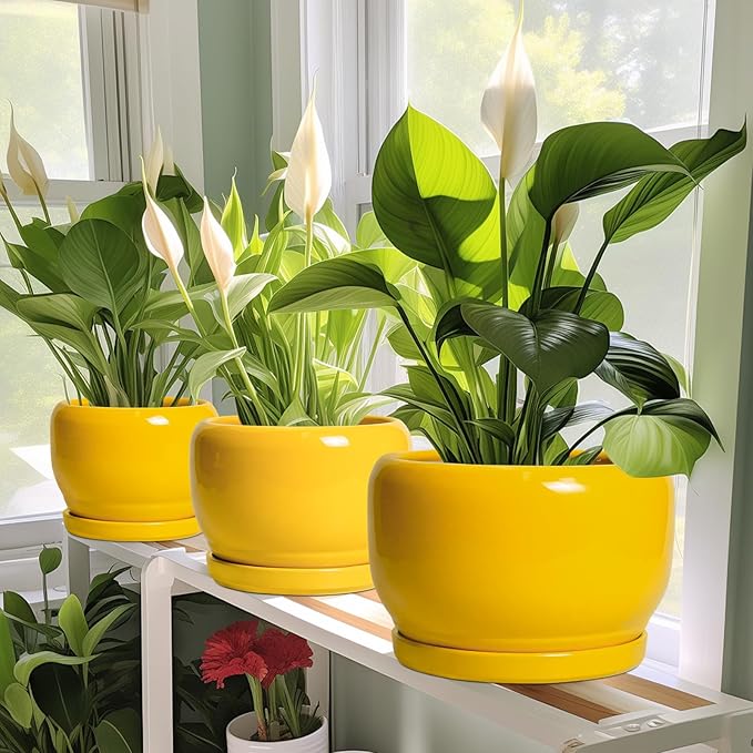 SQOWL 10 Inch Plant Pot - Ceramic Planter with Drainage Hole and Saucer, Modern Large Flower Pot for Indoor Outdoor Plants, Decorative Round Planter, Home Decor, Gifts for Gardeners Woman, Yellow