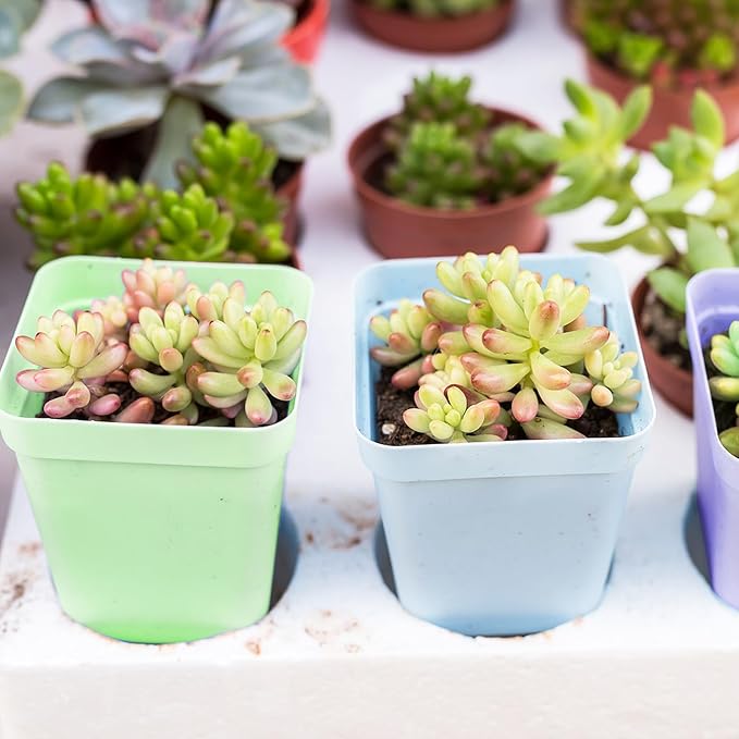 OJYUDD 24 Pack Multi Color Plastic Plant Pot,Colorful Plastic Square Pots,Mini Plastic Square Planters for Indoor Outdoor Plants Flowers,Garden,Office,Home Decor,with Pallet
