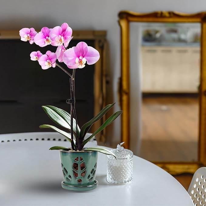 W&W Orchid Pot with Holes and Saucer for Repotting, Green, 5.5 Inches