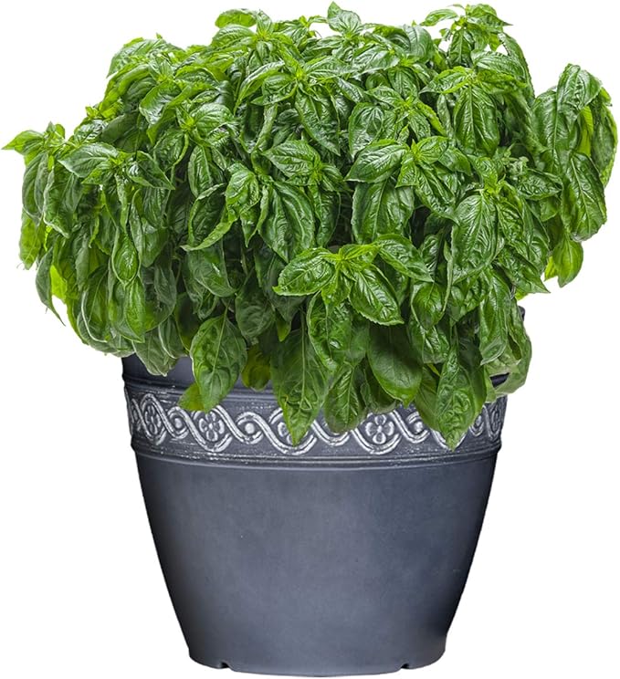 Classic Home and Garden Corinthian Resin Flower Pot Planter, Storm Blue, 8" (Pack of 4)