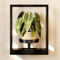 Wall Plant Holder Wall Planters for Indoor Plants Plant Wall Shelf Plant Hanger Indoor Hanging Plant Holder Plant Wall Hanger for Living Room Window Balcony