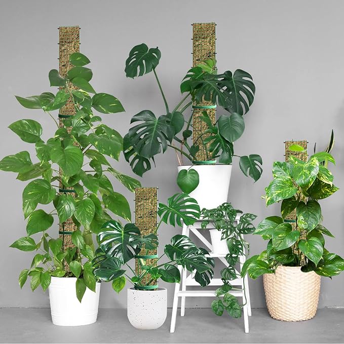 60"/40"/24" Metal Moss Pole, D Shape Sphagnum Moss Pole, Moss Poles for Climbing Plants, Monstera, Indoor Climbing Plants (3 Each of 40" 24")